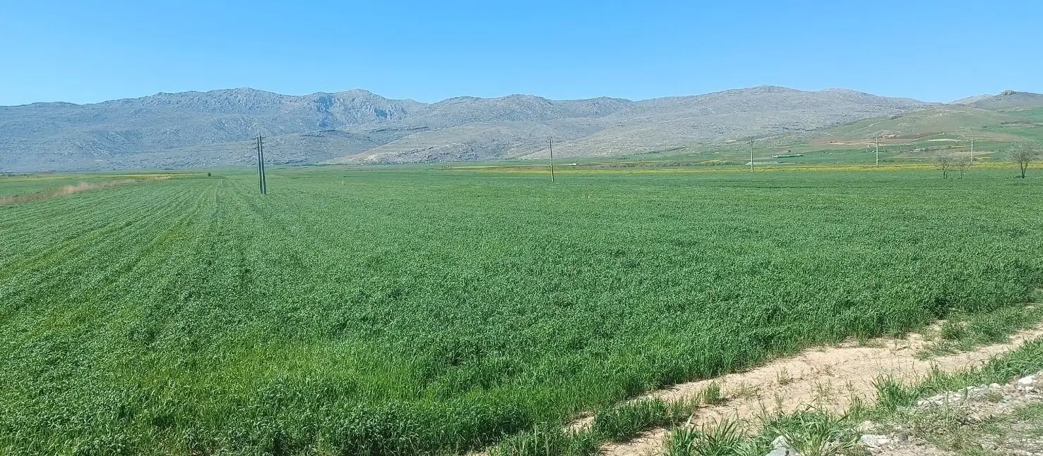 زمین برای باغ