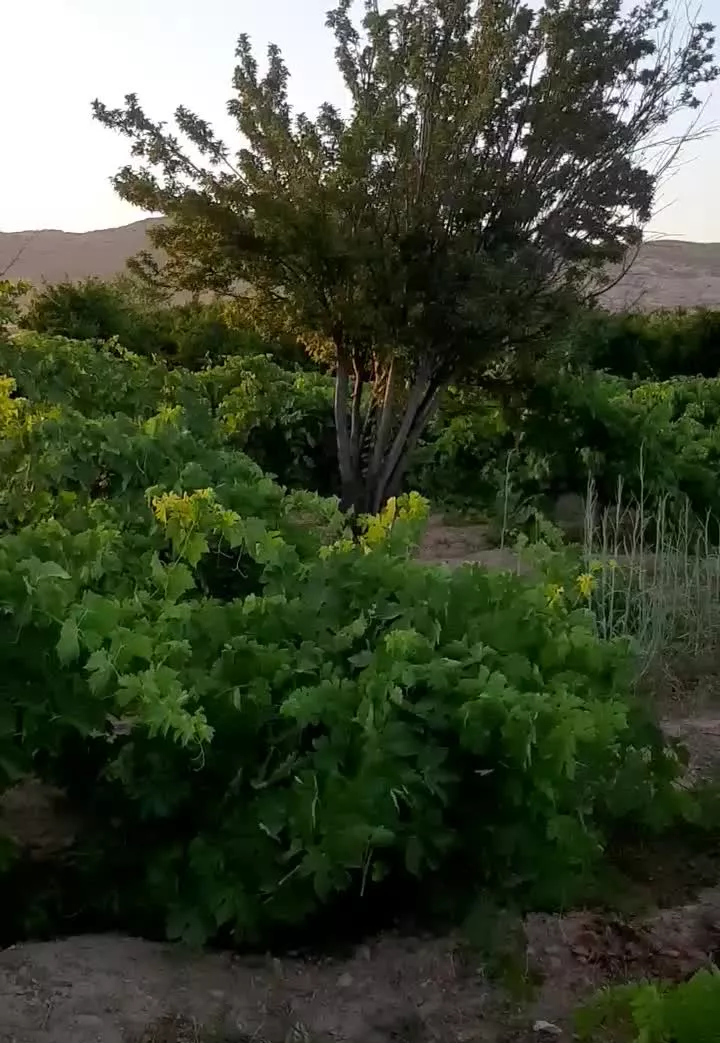 فروش باغ سد هاله