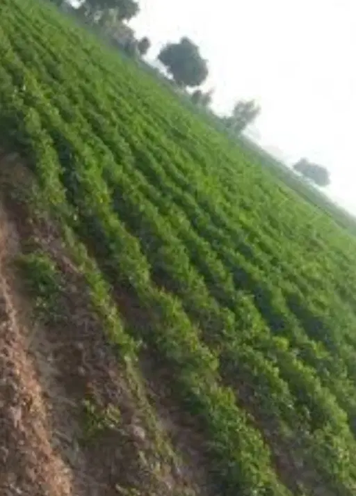 فروش قطعه زمین و باغچه