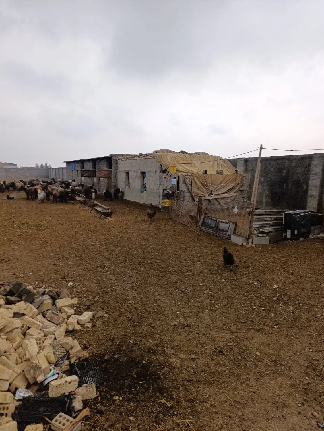 اجاره عاقل وباکس اسب قهجاورستان