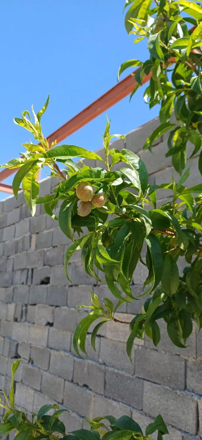 زمین وهن آباد