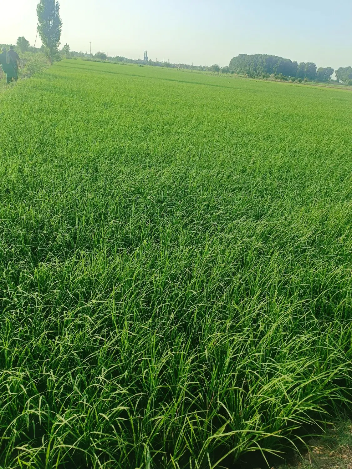 فروش دو هکتار و نیم زمین کشاورزی خان ببین