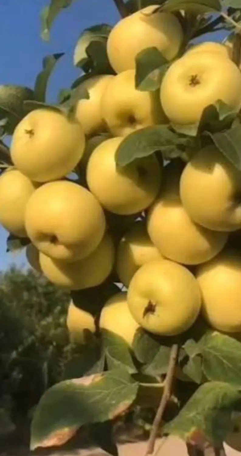 اجاره باغ سیب درختی