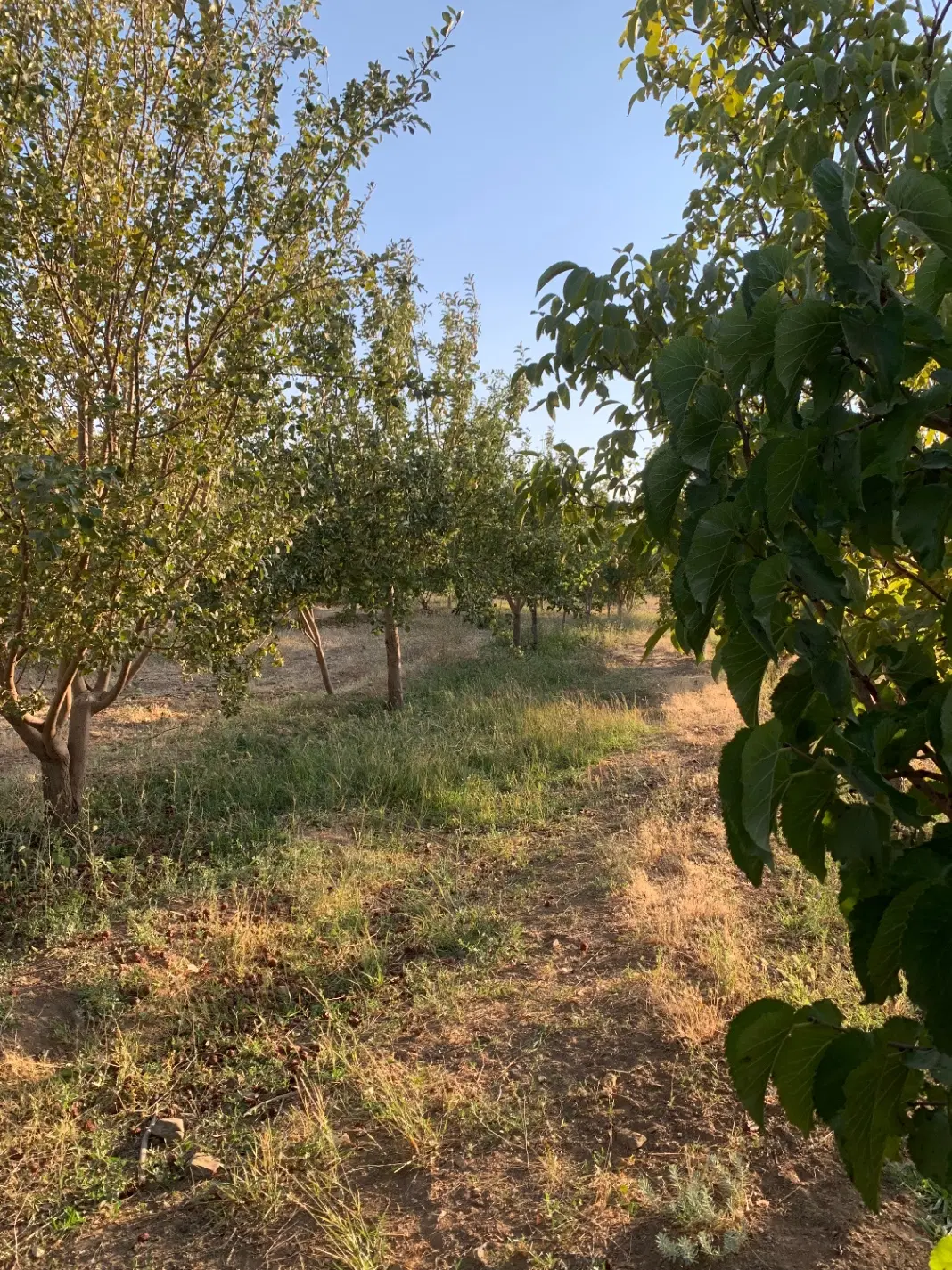 باغ میوه