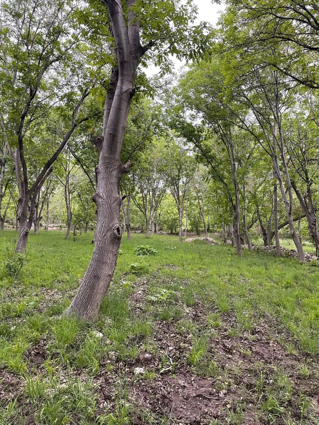 ملک قدیمی داخل باغ سند تک برگ فروشی