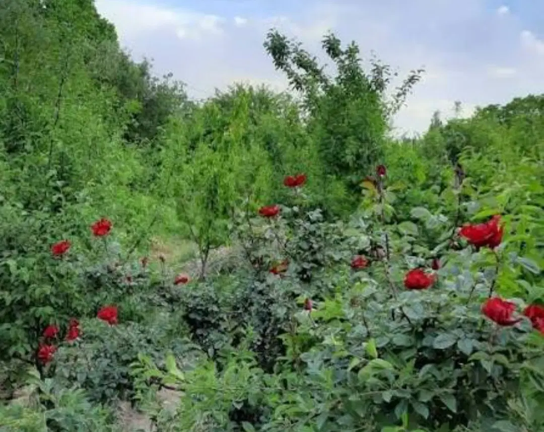 زمین ۲۰۰ متری دو بهر