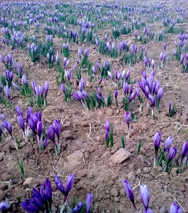 کشاورزی زعفران