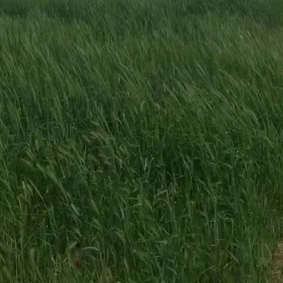 زمین زراعی درتازه شهر به طرف آغداش مناسب احداث باغ