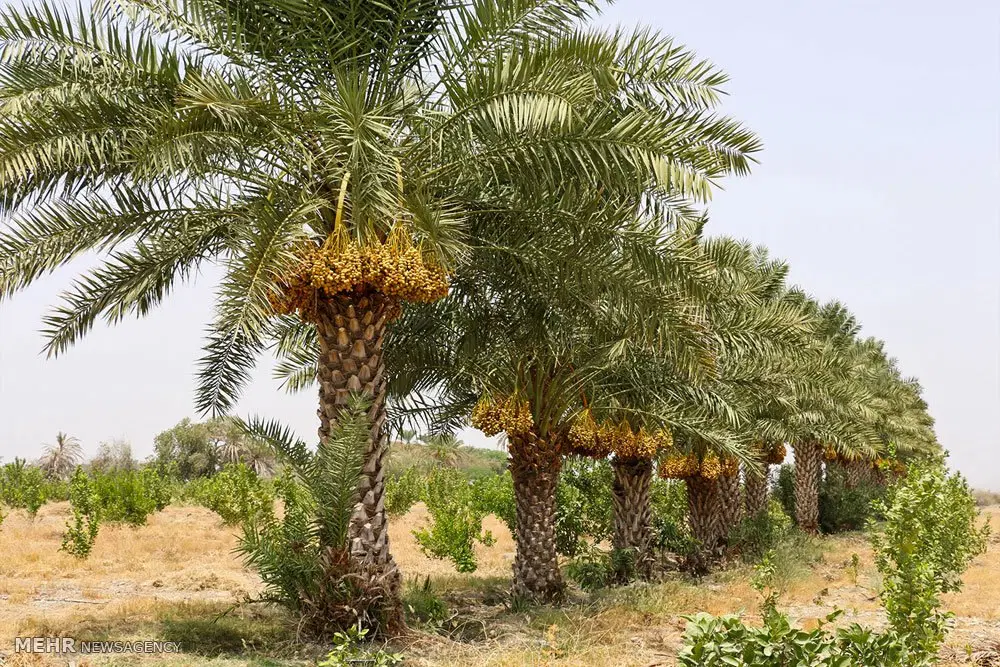 اجاره خرما200 مضافتی
