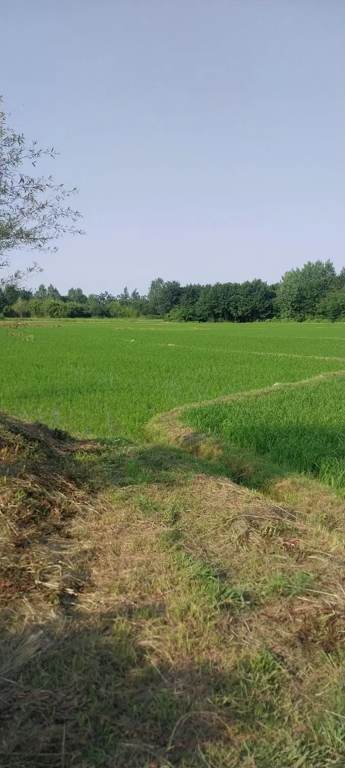 شالیزار بهزراعی