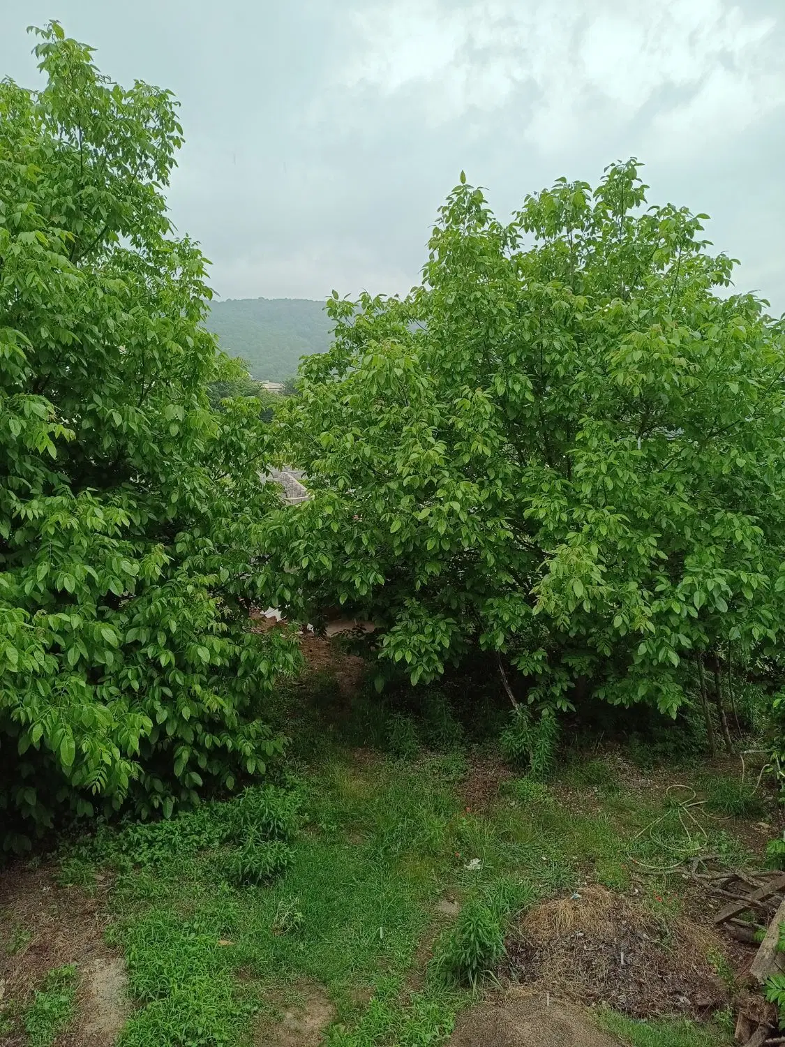 فروش زمین در شیرکوه