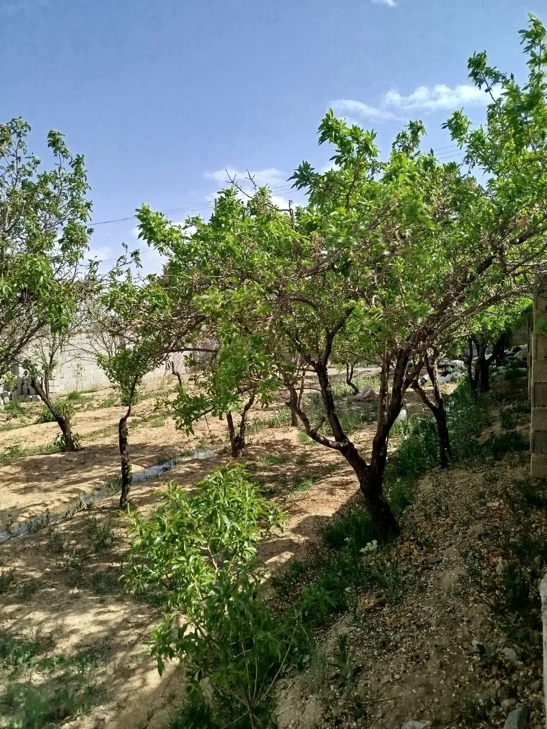 باغ 400متری گل مینا