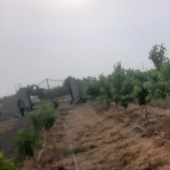 فروش باغ هلو و نارنگی پیچ ۴۵۰۰ متر اطرب نکا