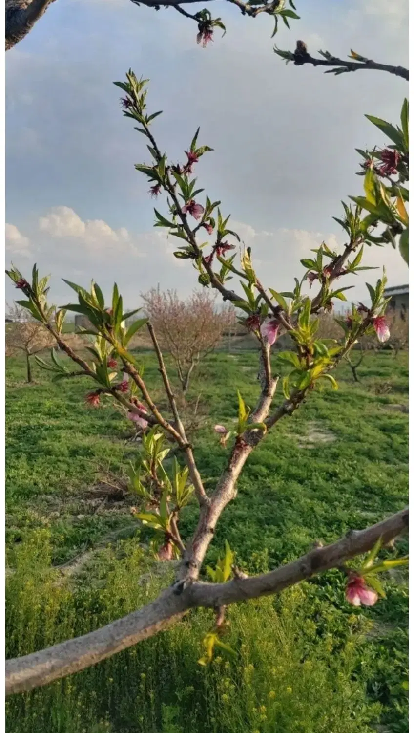 تهاتر قطعات باغی با مصالح ساختمانی و اسکلت و ملک