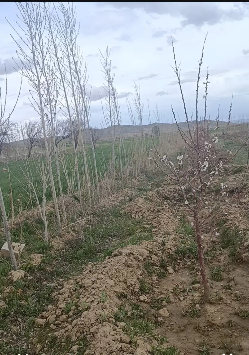 باغ