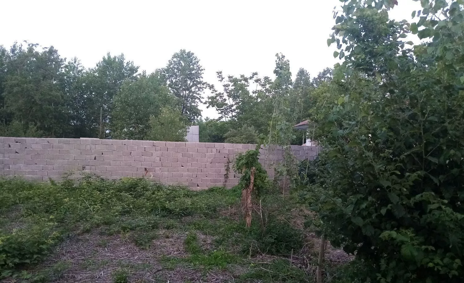 زمین مسکونی با گذر اختصاصی ۱۴۶۰ متری و سندتک برگ