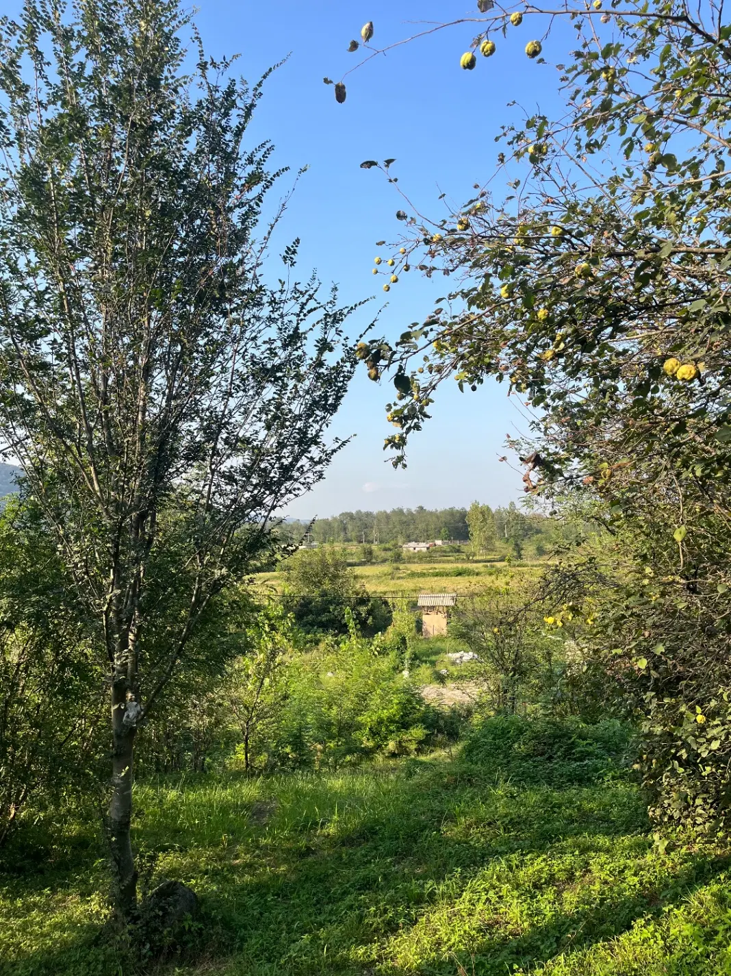 زمین با پروانه مسکونی