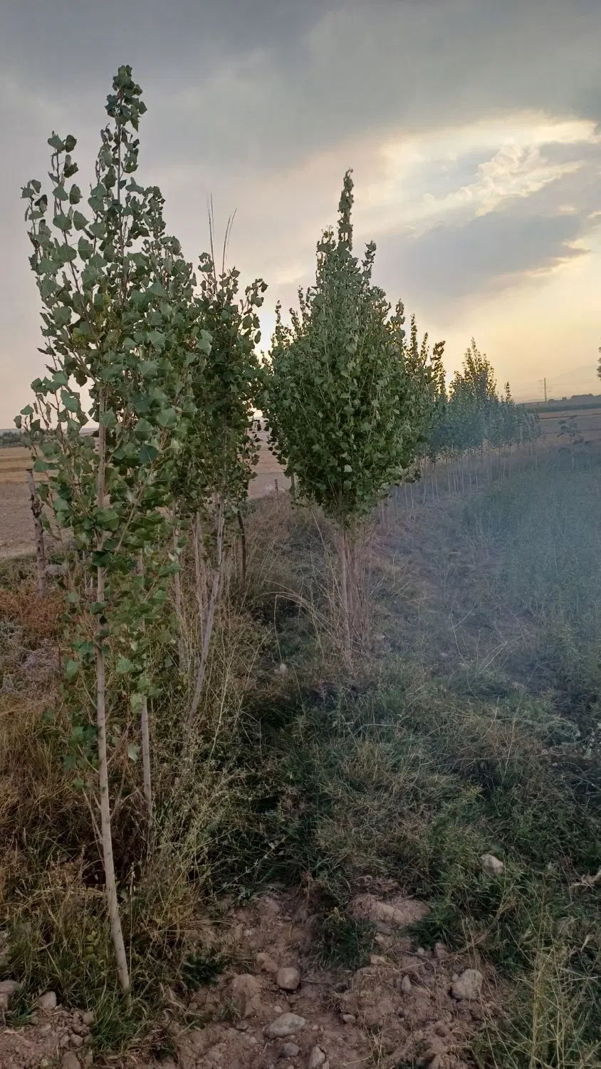 زمین مناسب باغ همراه درخت