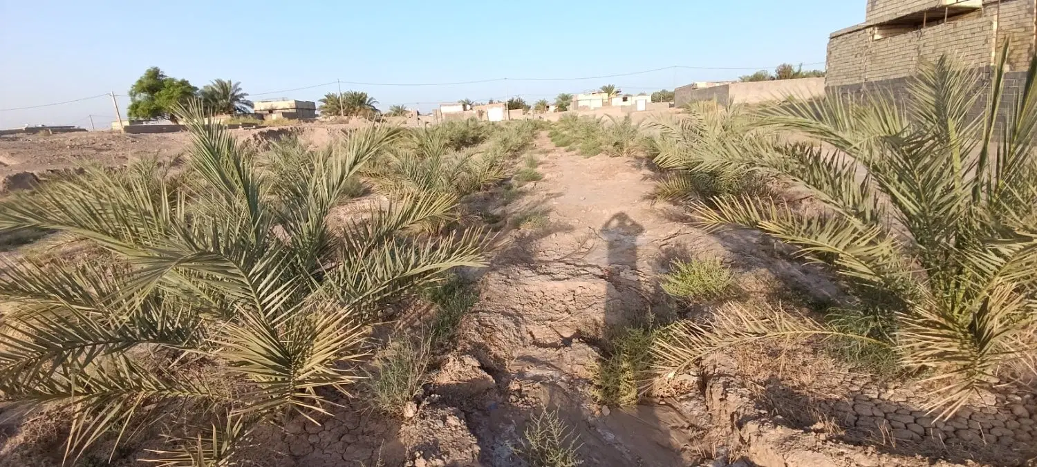 درخت