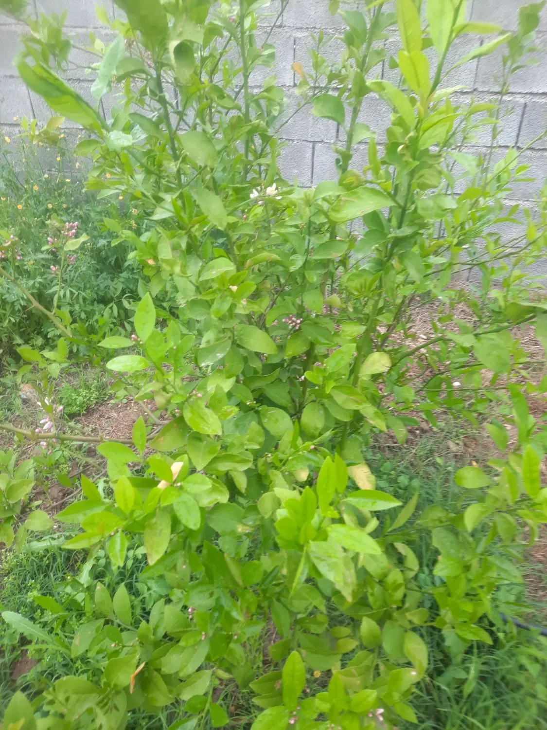 باغچه نرسیده به چمگلک زمین‌های ماکنالی