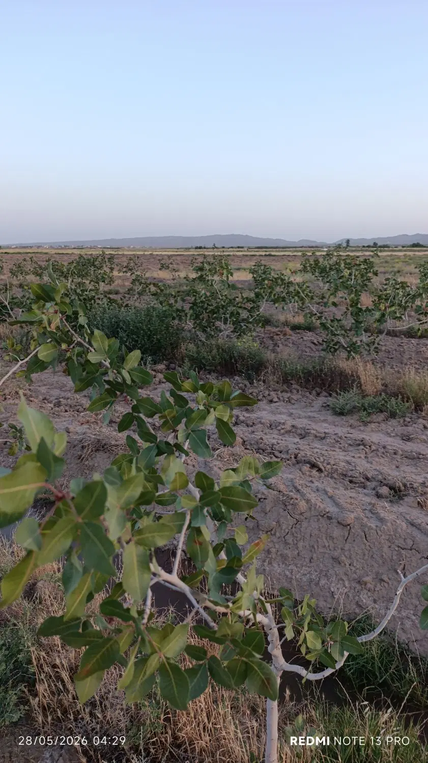 زمین. پسته.