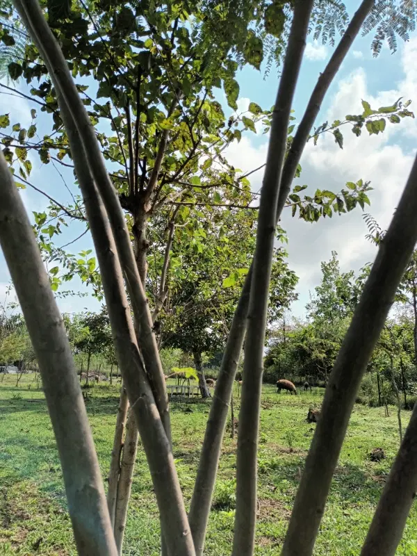 اجاره زمین برای کندوی زنبور عسل