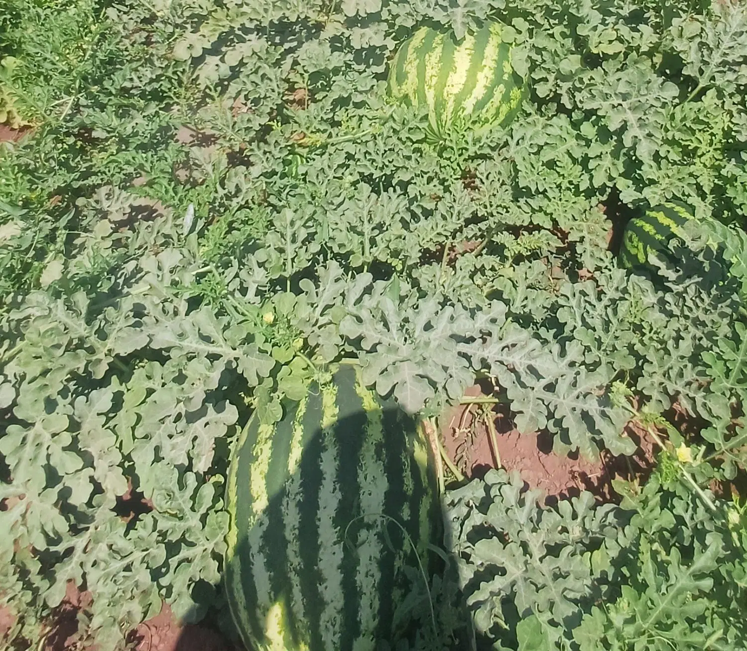 طالب زمین کشاورزی اجاره و شراکتی  هستم