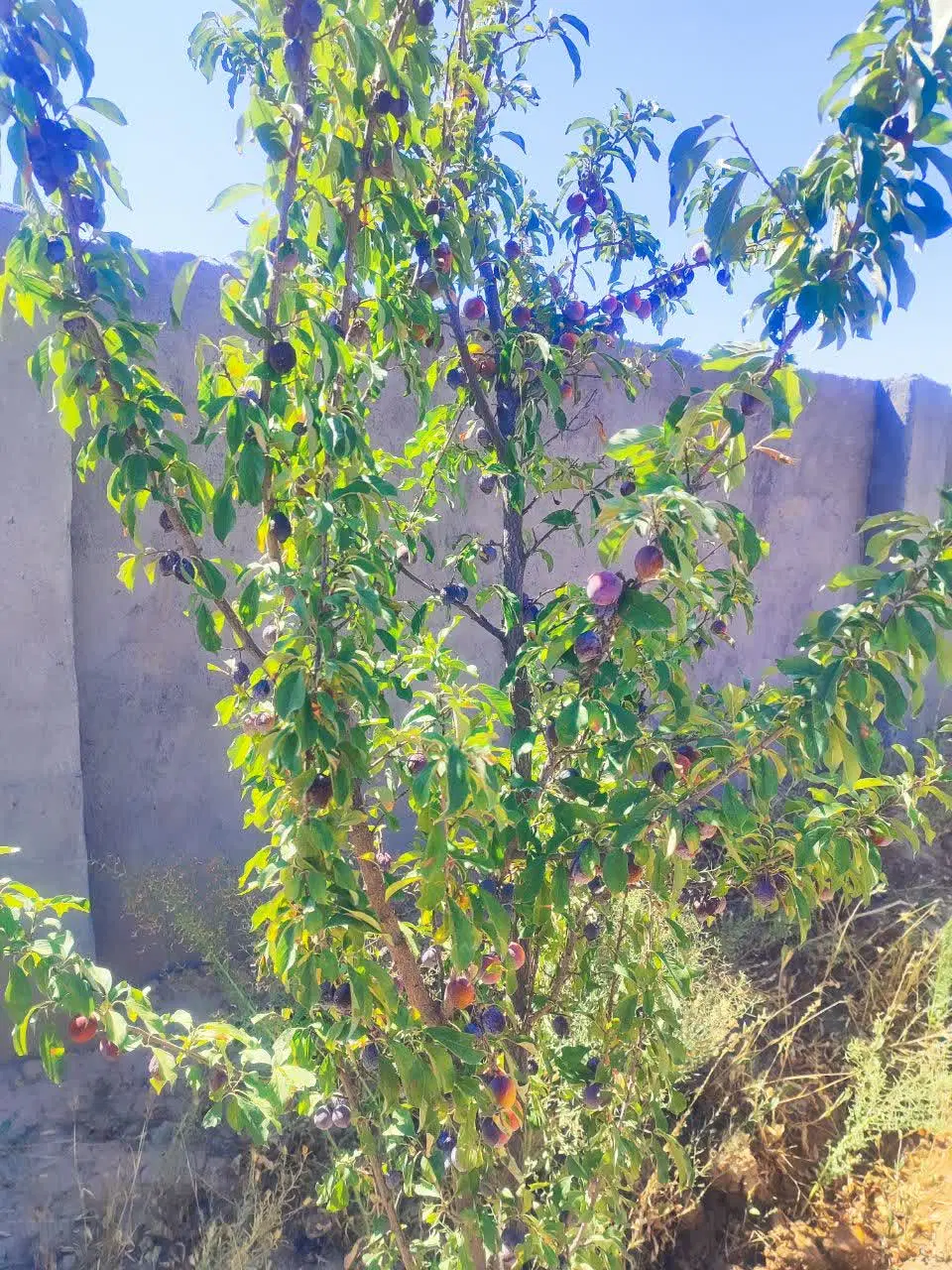 باغ فروشی فردوسی روستای زاک