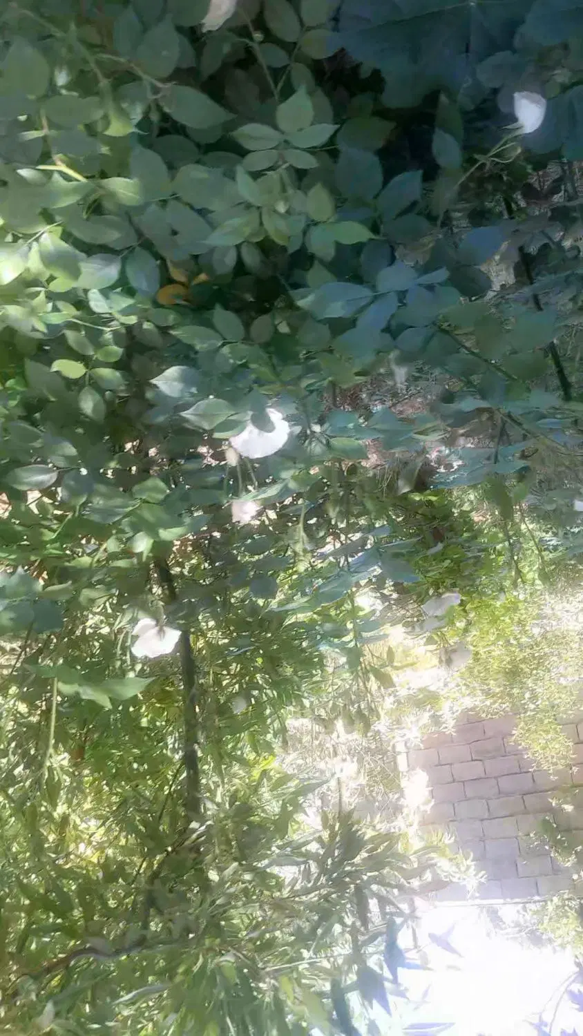 باغ خانه ویلا و باغچه عکس دوم