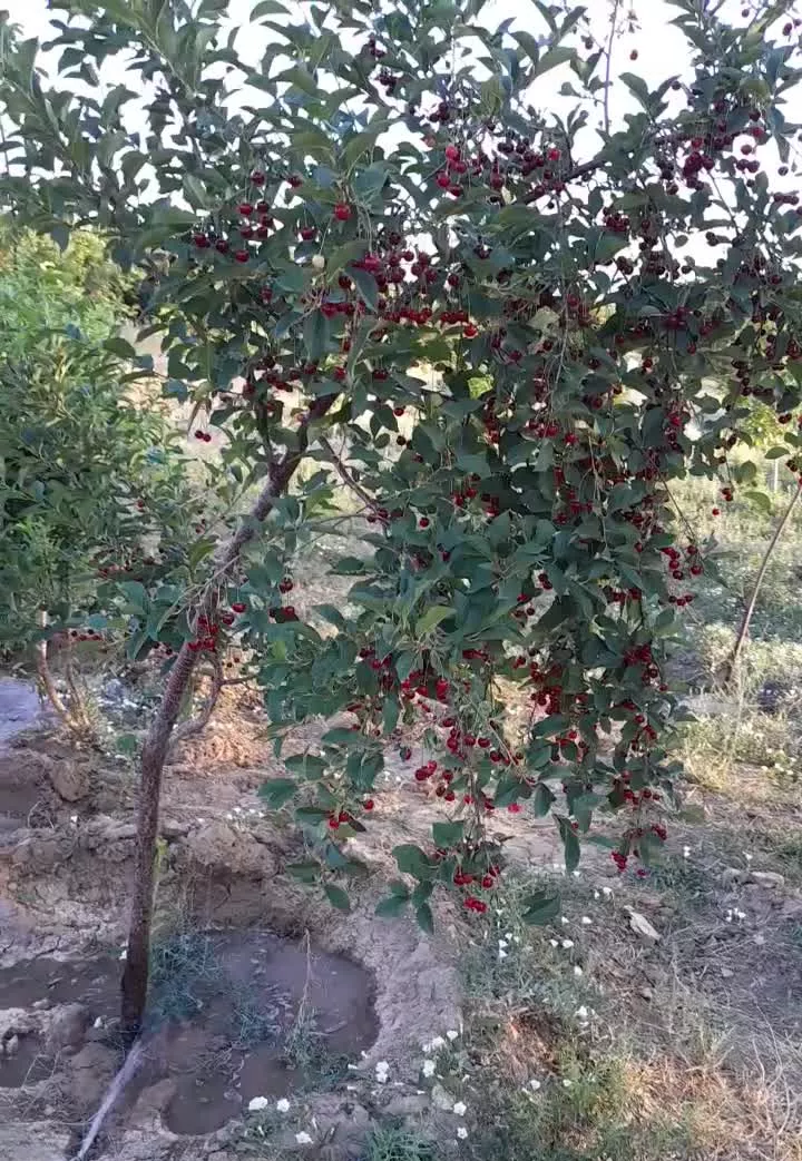 725 متر باغچه کشاورزی در سد کلان روستای پاتپه