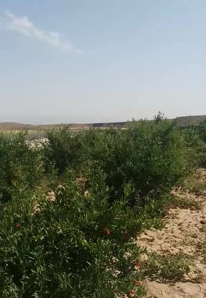 باق درگوداسیا