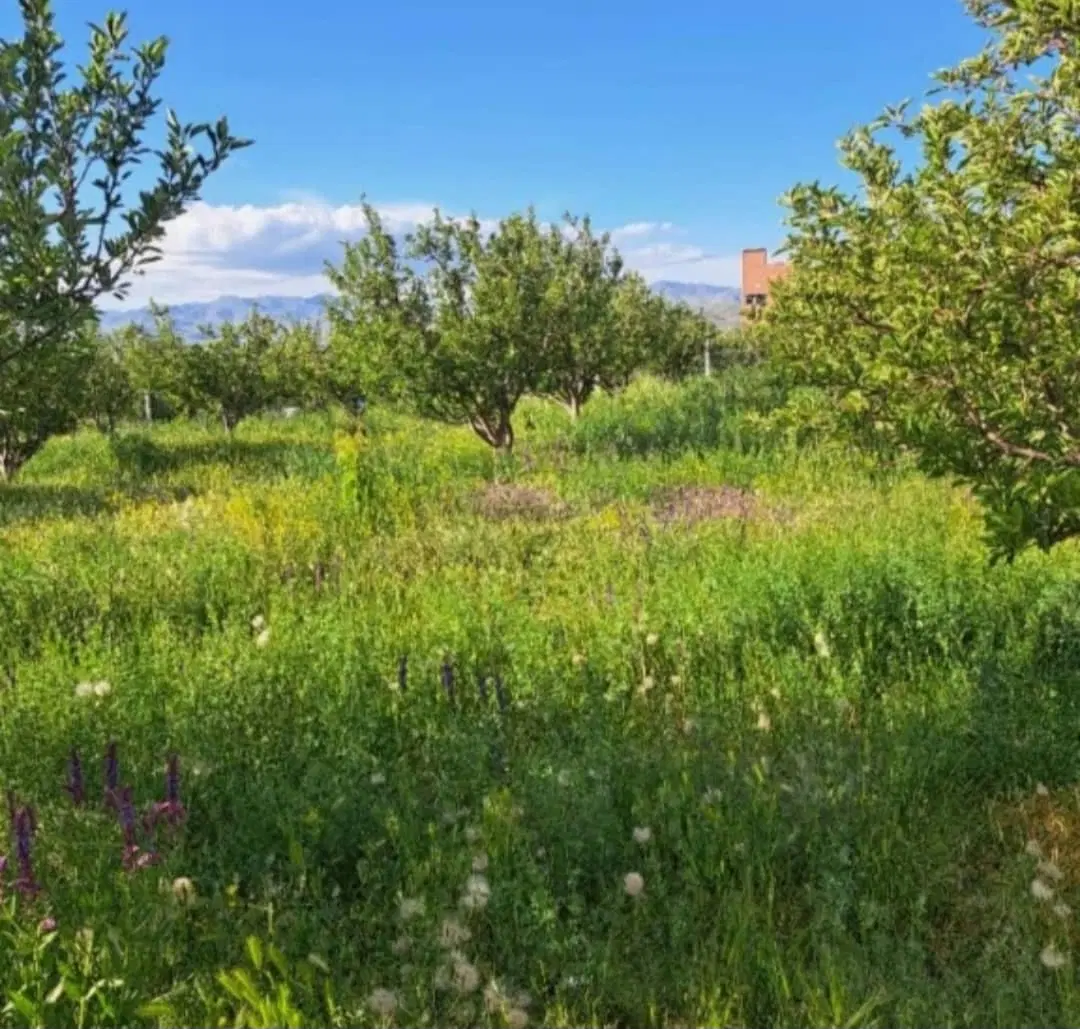 فروش باغ قطره ای دارای سند مادر اتومات