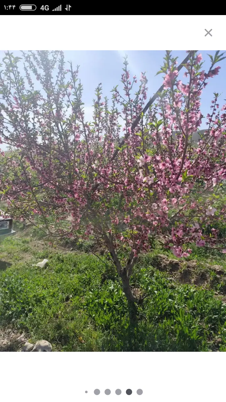 ۲۰۰ متر باسند