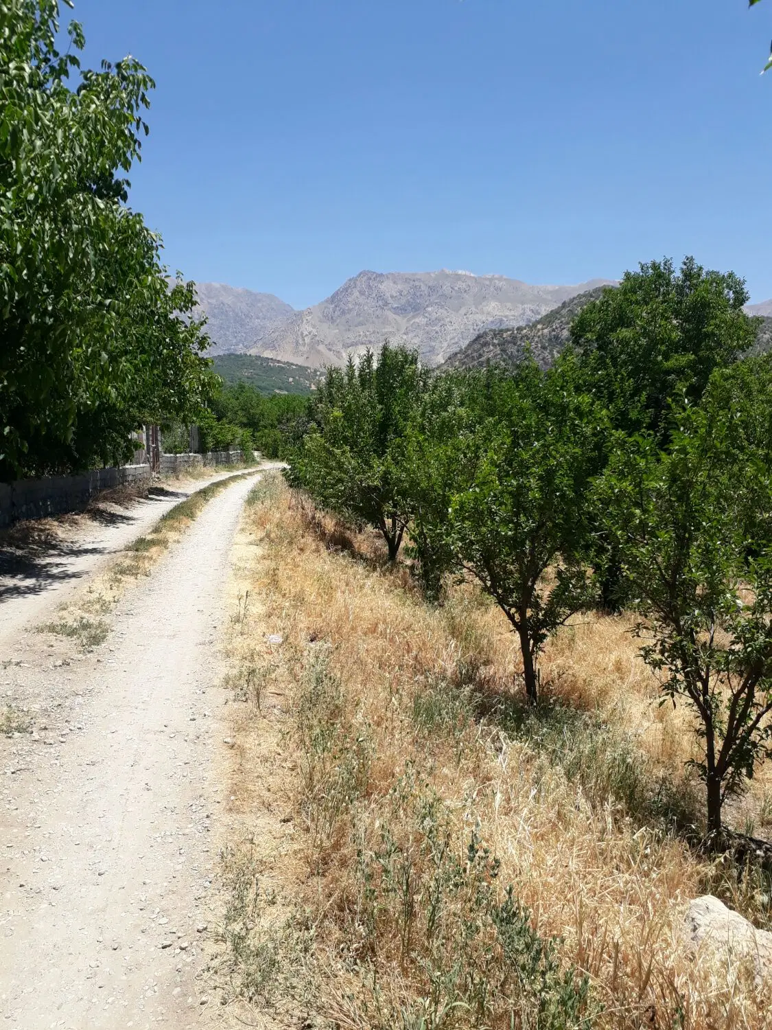 فروش باغ ثمری