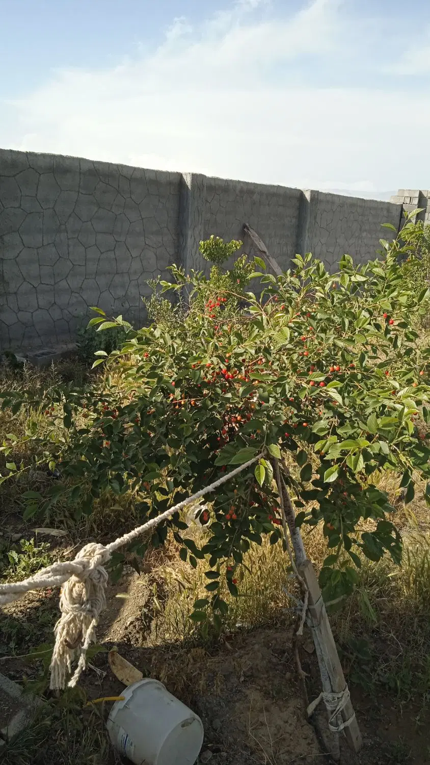 فروش و معاوضه باغ