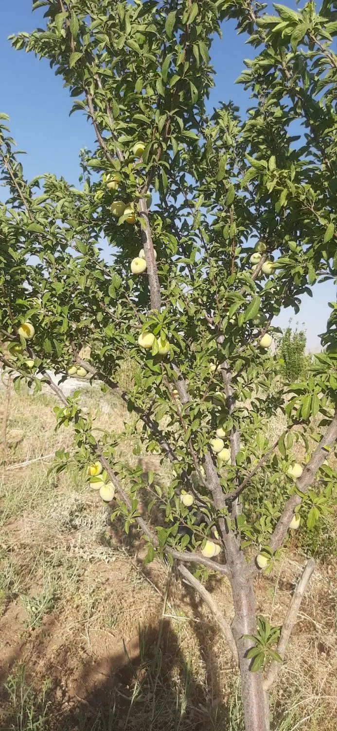 زمین باغ مجموعه باران