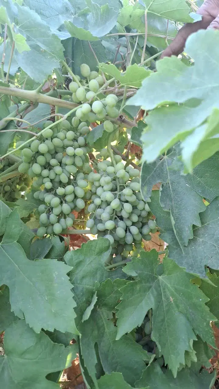 باغ فروشی