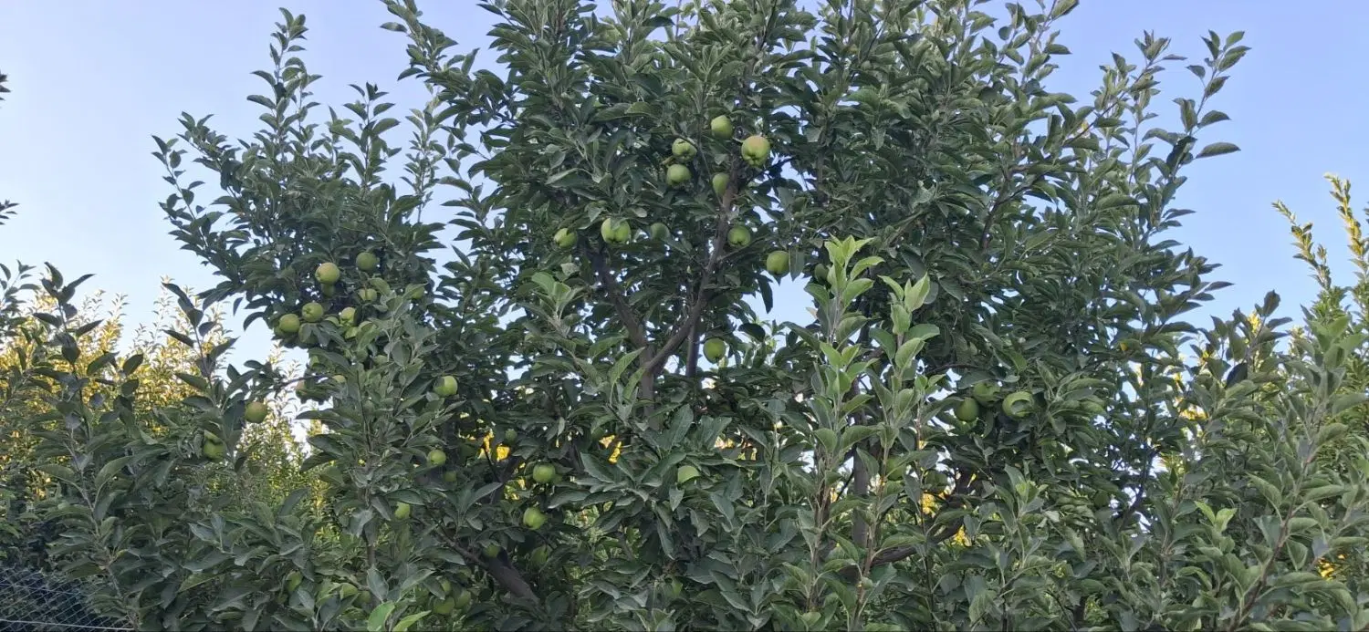 باغچه بارده درکشتیبان