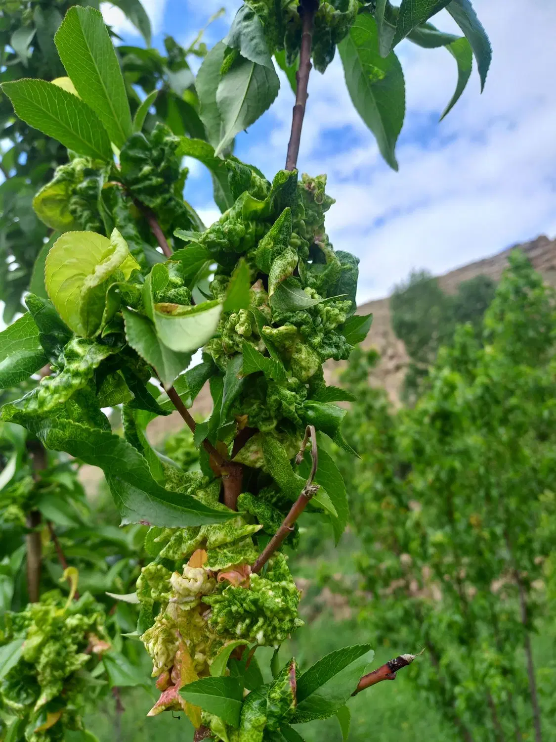 زمین کشاورزی فروشی