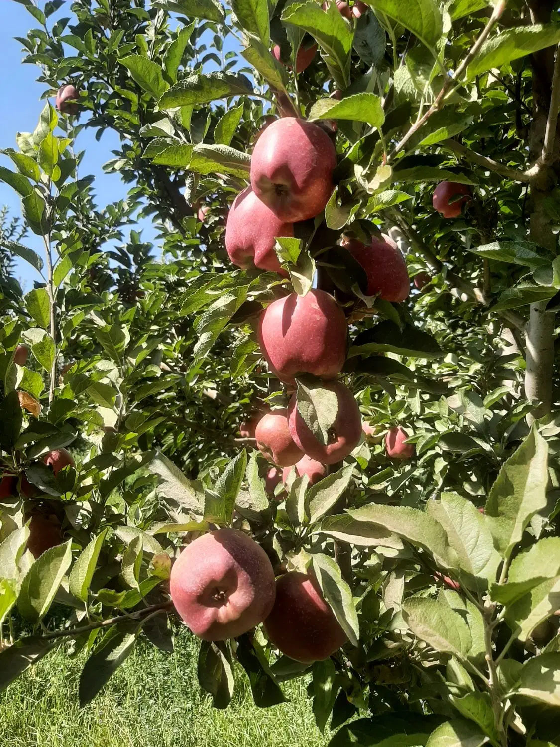 باغ سیب ۱۵ ساله ۲۰۰۰ متر