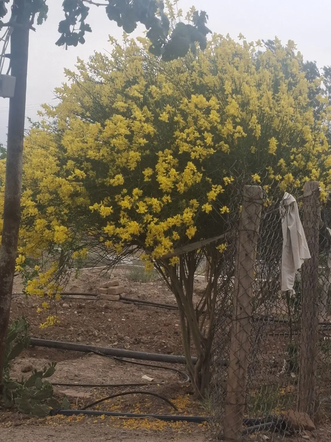 باغ و دامداری