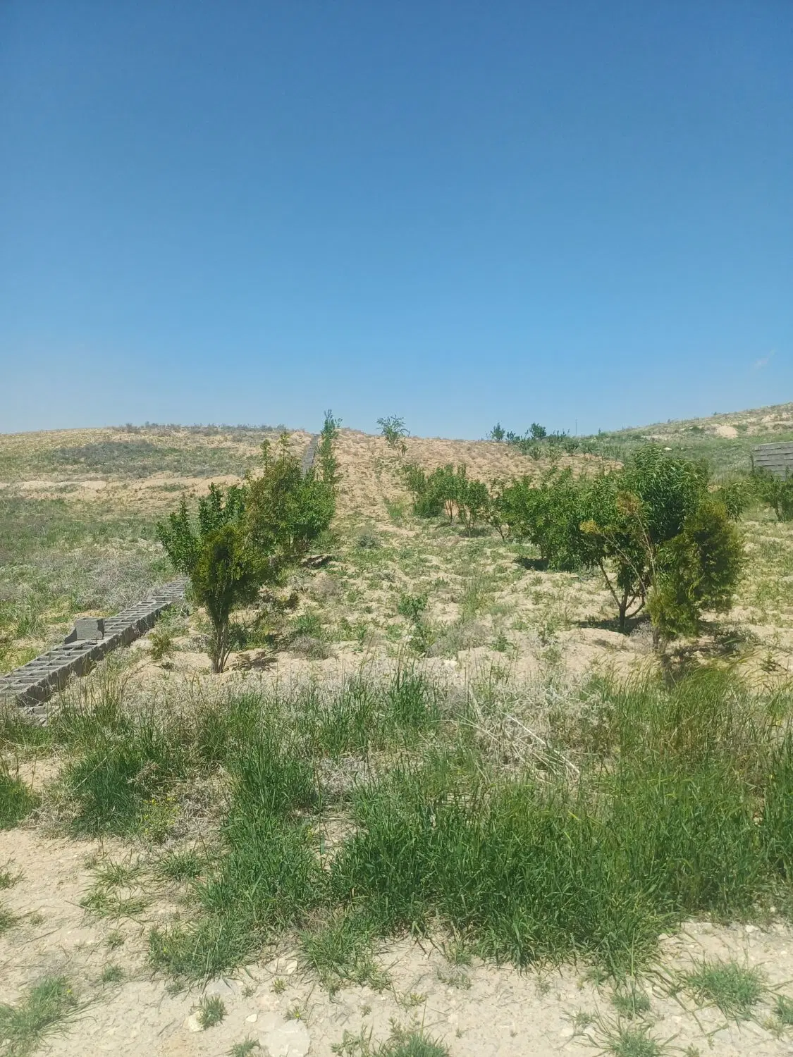 زمین باغ شهری قره چمن با سند رسمی (خانه زنیان)