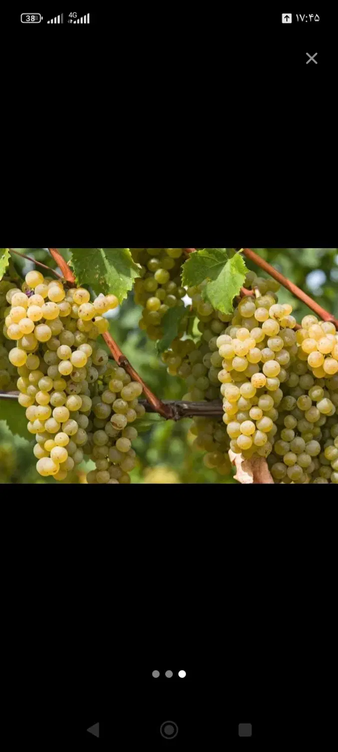 باغ انگور درجه یک