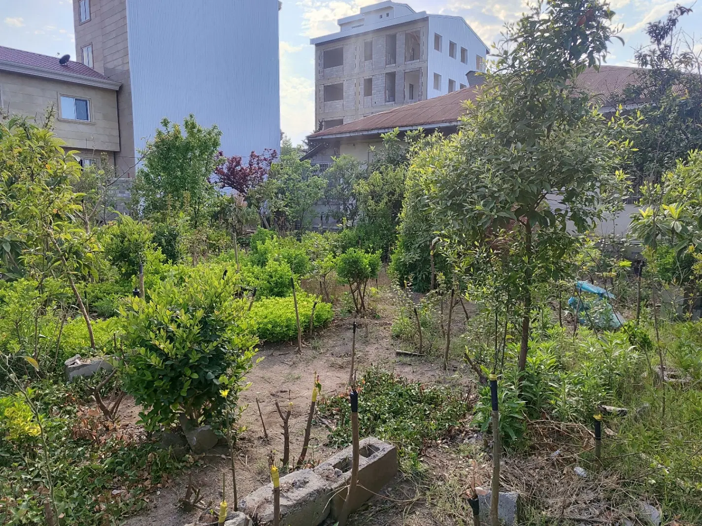 250 متر زمین مسکونی کلاچای