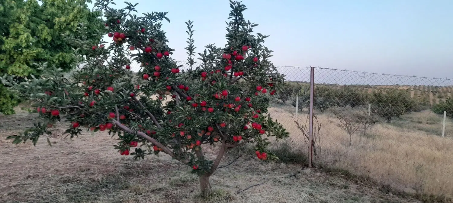باغ ۳۰۰۰مترمربع