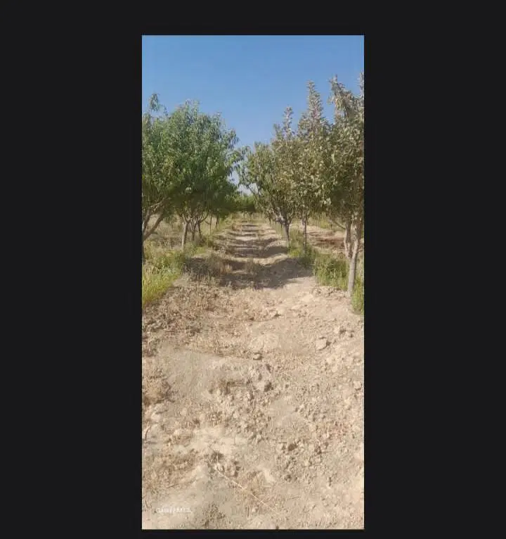 زمین باغی