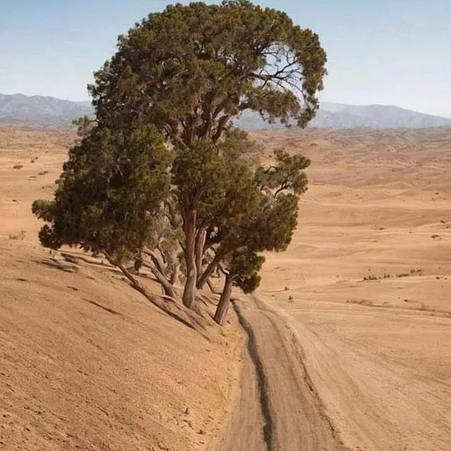 زمین ۲۷۰متری کوت نواصر