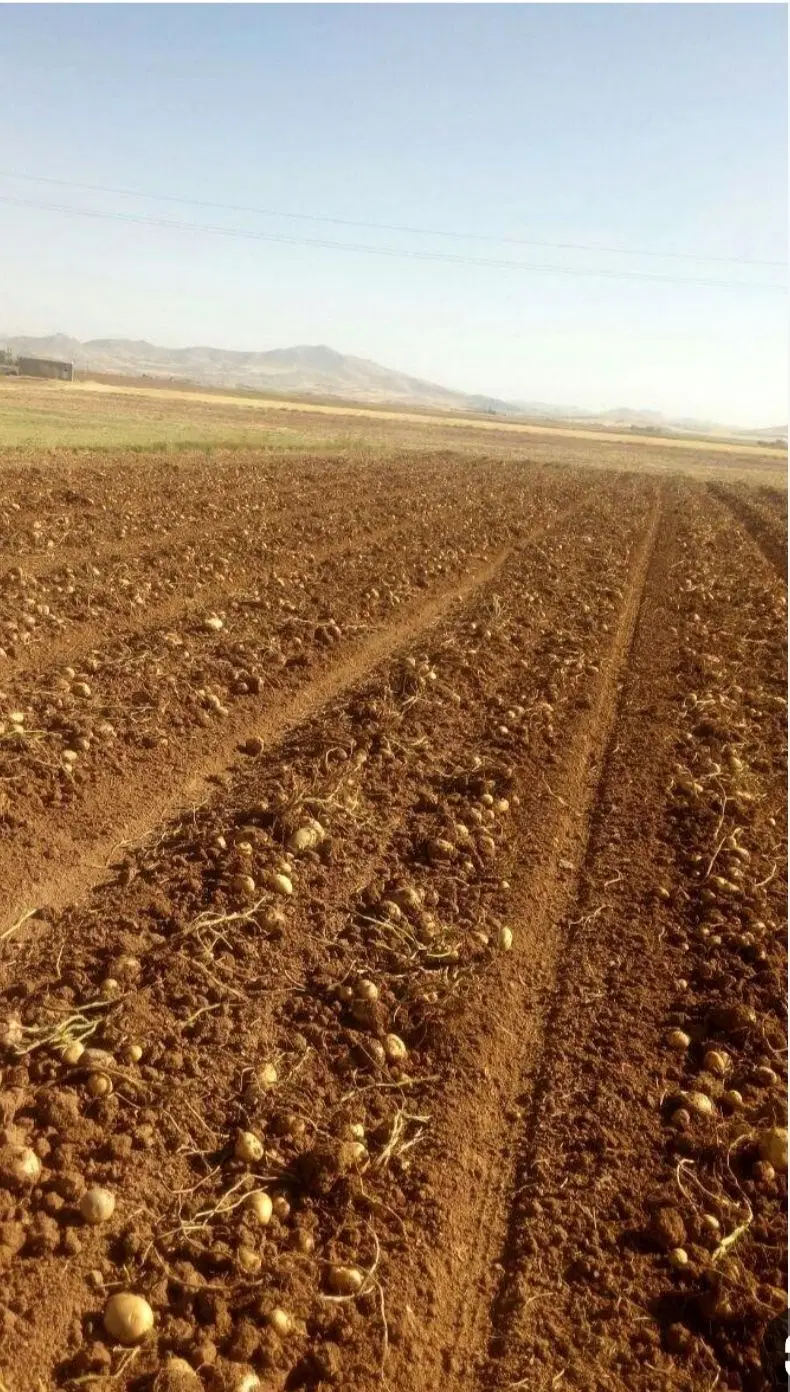 زمین کشاورزی