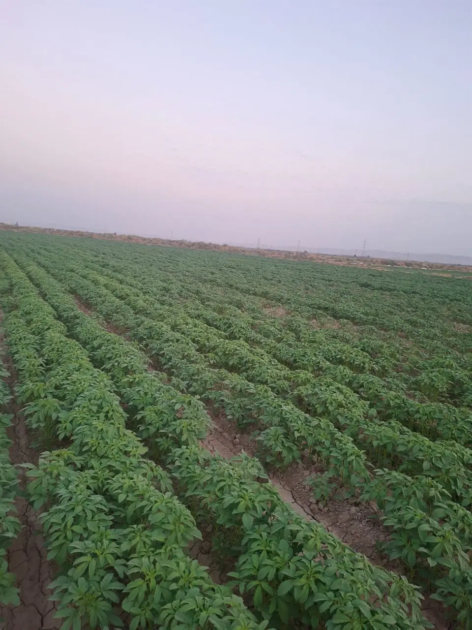 فروش دو هکتار زمین زراعی