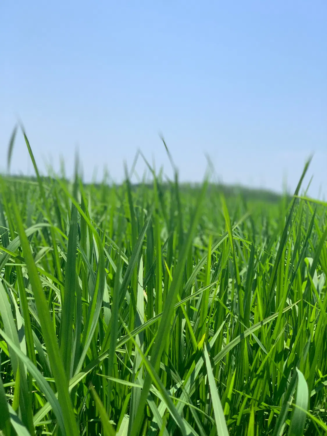 بیجار زمین کشاورزی